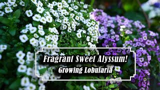 Growing Lobularia  Sweet Alyssum  Easy amp Fragrant Annual Spring  Fall [upl. by Taveda807]