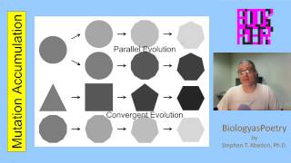 Mutation Accumulation [upl. by Ferdinana23]