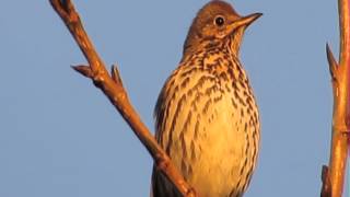 Song Thrush Male singing [upl. by Riggall900]