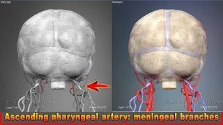 Ascending pharyngeal artery meningeal branches  Arteries of head and neck  3D Human Anatomy [upl. by Champagne]