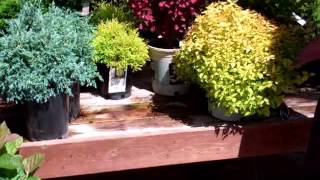 Shrubs for Small Spaces [upl. by Coridon]