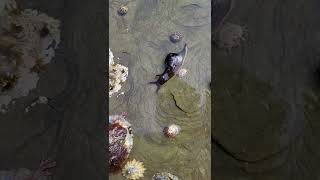 A Sea Hare Aplysia punctata making a run for it across a receding tide pool [upl. by Irahcaz]