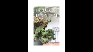 Farfugium japonicum quotwavy gravyquot product video [upl. by Chassin]