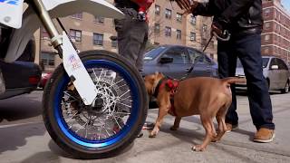 BIKE LIFE DRE IN HARLEM [upl. by Ninazan199]