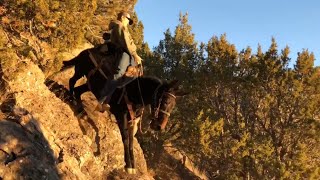 Extreme Mule Riding Cache Valley Rocky Mountain Edition [upl. by Ellatnahc]