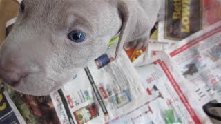 9 Weimaraner Puppies being SUPER CUTE [upl. by Fulks]