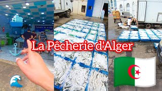 مسمكة الجزائر العاصمة اليوم Algérie Alger la pêcherie [upl. by Niamart]