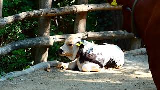 Pustertaler Sprinzen Zwillinge Bos taurus domesticus Jung Tier geboren Lumix dcfz82 Superzoom [upl. by Euqinue]