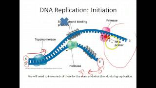 AP Biology DNA Replication [upl. by Lonna]