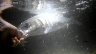 A lure caught bass that was hooked on a white needlefish lure This is the fish being returned [upl. by Farny259]