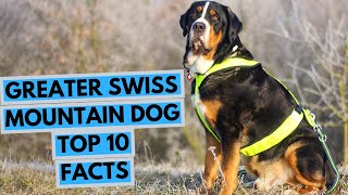 Greater Swiss Mountain Dog  TOP 10 Interesting Facts [upl. by Silliw]