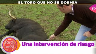 Toros para todos El toro que no se quería dormir una operación de riesgo [upl. by Akirehc]