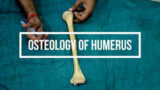 Osteology of Humerus [upl. by Rehpinnej106]