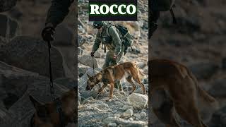 Rocco the War Dog The Incredible Story of a Military Dog Hero Who Saved a Soldiers Life [upl. by Mandle433]