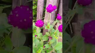 Gomphrena globosa 🌷flower youtubeshorts [upl. by Nic712]