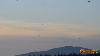 Crows flying to Roost  4K [upl. by Harrad]