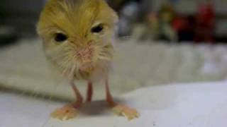 pygmy jerboa 体重測定 [upl. by Emawk]