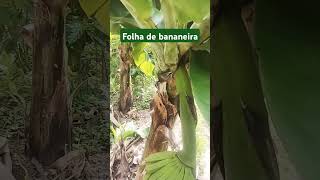 Folha de bandeira vidanaroça agronomia [upl. by Truitt777]