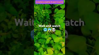 GYMPIE GYMPIE WORLD DANGEROUS PLANT youtubeshorts facts youtubefeed [upl. by Ardnot]