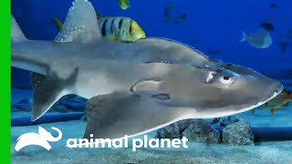 Big Mama The Bowmouth Guitarfish Might Be Pregnant  The Aquarium [upl. by Aynek623]