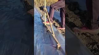 The process of marking and piercing holes for planting cabbage [upl. by Duwalt]