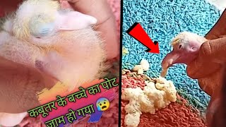 Baby Pigeon Treatment  Kabootar ke bache kaa pott jaam digestion me dikkt illaj😃 [upl. by Loginov]