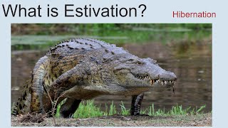 What Is Estivation  Hibernation [upl. by Tower76]