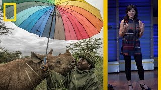 National Geographic LIVE ¿Quien PROTEGE a los animales en PELIGRO de EXTINCIÓN  NatGeo en español [upl. by Per771]