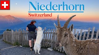 Niederhorn Beatenberg Switzerland Ibex encounters [upl. by Ailssa]