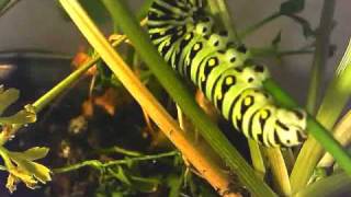 Eastern Black Swallowtail Caterpillar Odd Behavior [upl. by Noirred]