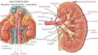 ANATOMIE DU REIN  3è partie  Vascularisation  Innervation [upl. by Alegna]