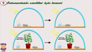 3 dakikada 11 fotosentez deneyi [upl. by Enomes]