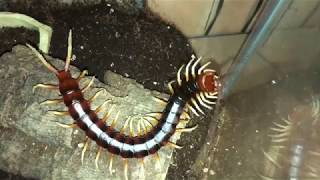 Giant Centipede Feeding  Scolopendra White Leg [upl. by Caresse940]