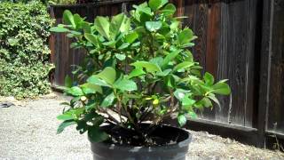 Creating a Dwarf Gardenia Bonsai Part 1 Intro and first pruningmp4 [upl. by Emixam309]