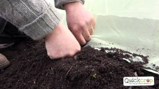 How To Grow Carrots  A Step By Step Guide [upl. by Ibrahim519]