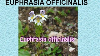 EUPHRASIA OFFICINALIS  ΑΝΤΙΜΕΤΩΠΙΣΗ ΟΞΕΩΝ ΚΑΤΑΣΤΑΣΕΩΝ ΜΕ ΟΜΟΙΟΠΑΘΗΤΙΚΗ [upl. by Anitsuj]