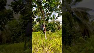 Finding a Marang Tree to Climb tropicalfruits travel trending [upl. by Brinn]