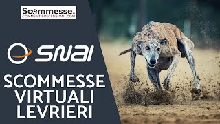 🐶Cani virtuali Snai le scommesse virtuali cani e levrieri [upl. by Alorac]