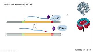 Transcripción en bacterias 22 [upl. by Marijo]