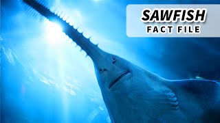 Sawfish Facts ENDANGERED FISH  Animal Fact Files [upl. by Godber]