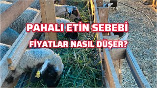 Et Fiyatları Neden Pahalı  Fiyatlar Nasıl Düşer  EsrefSekerli [upl. by Athalee246]