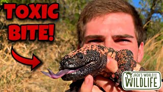 VENOMOUS LIZARD Hanging with a Gila monster [upl. by Beekman]