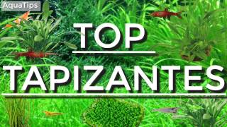 Top 5 plantas tapizantes fáciles para principiantes  AquaTips [upl. by Hittel]