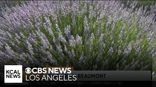 Lavender Festival at 123 Farm  SoCal Spotlight [upl. by Schwinn]