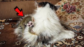 Cat Adopted Tiny Baby Monkey After He was Rejected by His Mother [upl. by Tertia]