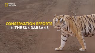 Mission to Save Tigers  Counting Tigers  हिंदी  S1  E1  Nat Geo Wild [upl. by Desiree]