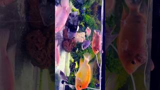 Cichlids in community Tankshorts short shortvideo shortsvideo cichlid cichlids monsterfishdom [upl. by Einor84]