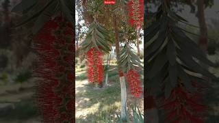 BottlebrushCallistemon viminalis [upl. by Korman265]