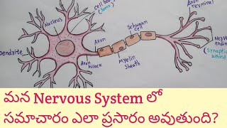 Structure of Nerve cell  Neuron Structure and Function  How does Nerve Cell work [upl. by Peterson]