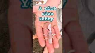 A nice size Yabby shorts fishing yabby bait [upl. by Ahsurej]